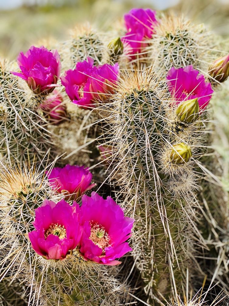Blooming Cactus in Mesa, Arizona