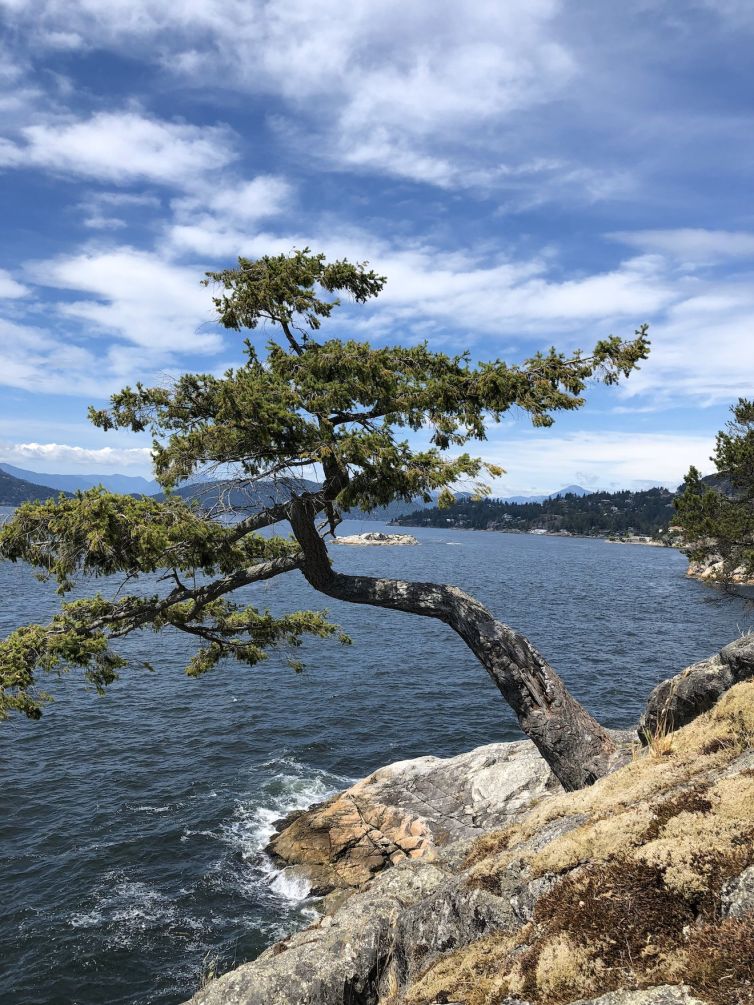 Tree in Lake Tahoe, Nevada