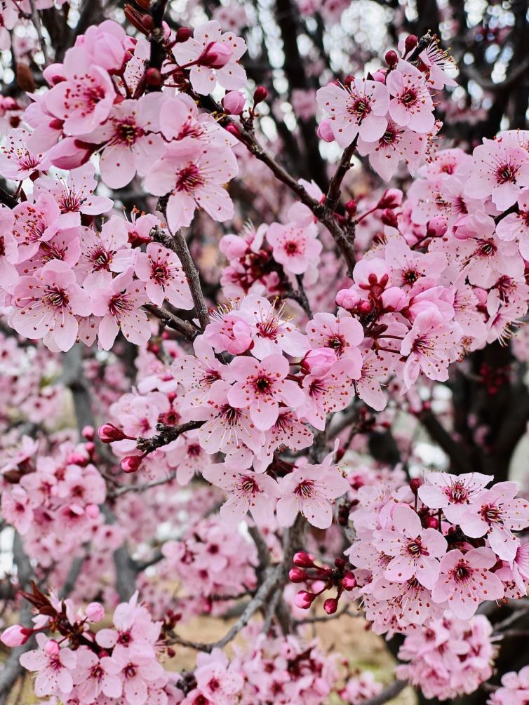 Cherry Blossoms in Prescott, Arizona