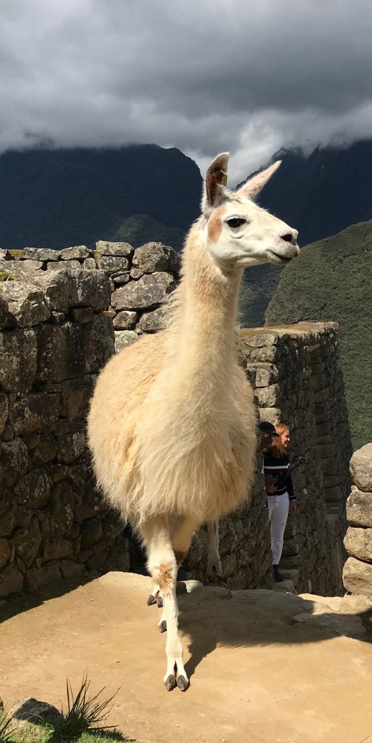 Lllama at Machu Picchu in Eastern Cordillera, Peru