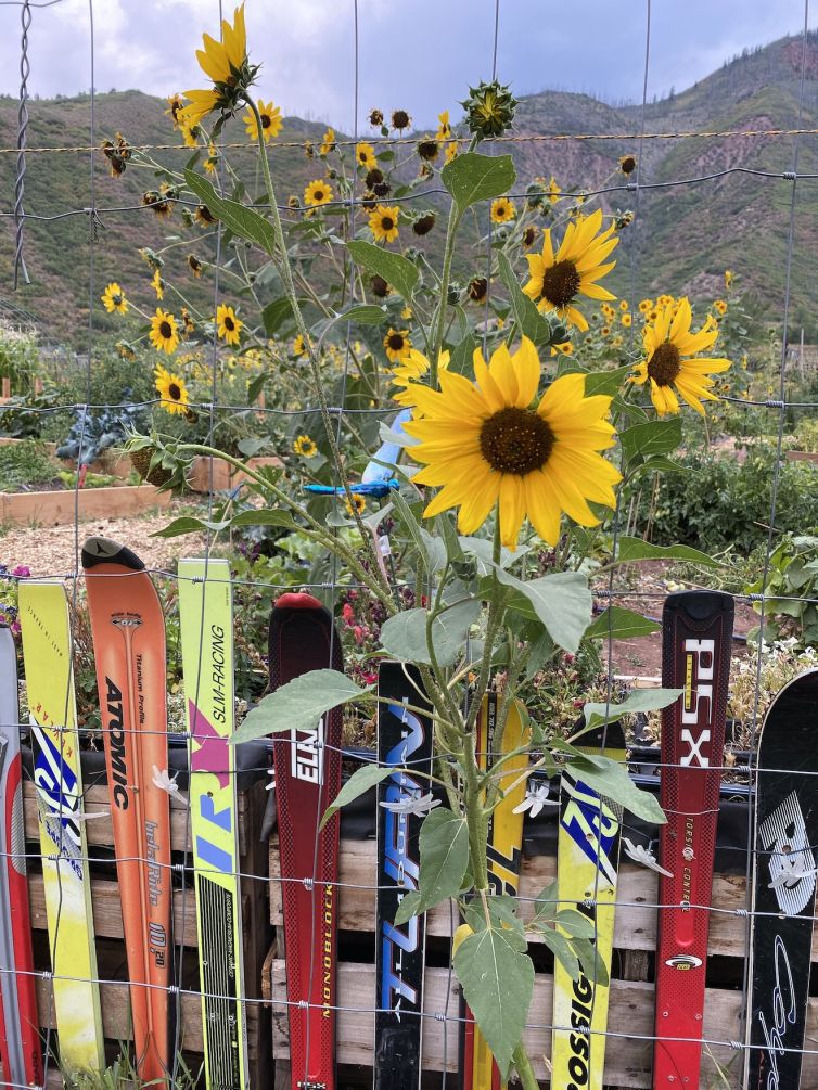 Sunflowers in Glenwood Springs, Colorado