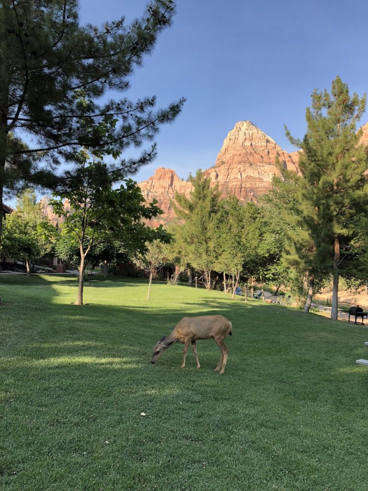 Oh Deer in Zion National Park