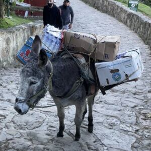 Donkey in Bogota, Colombia