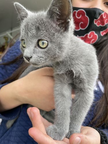 Gray Kitty in Salento, Colombia