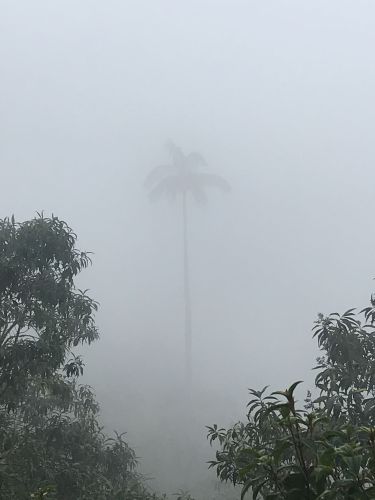 Misty Palm Tree in Cocora Valley