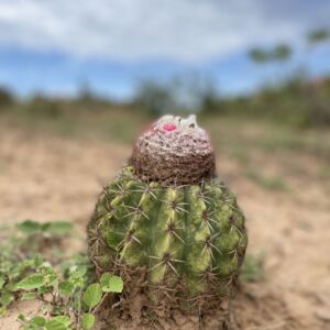 Cactus in Tatacoa Desert, Colombia