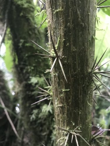 Spiky Tree in Salento, Colombia