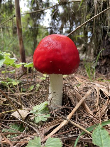 Wild Mushroom in Salento, Colombia