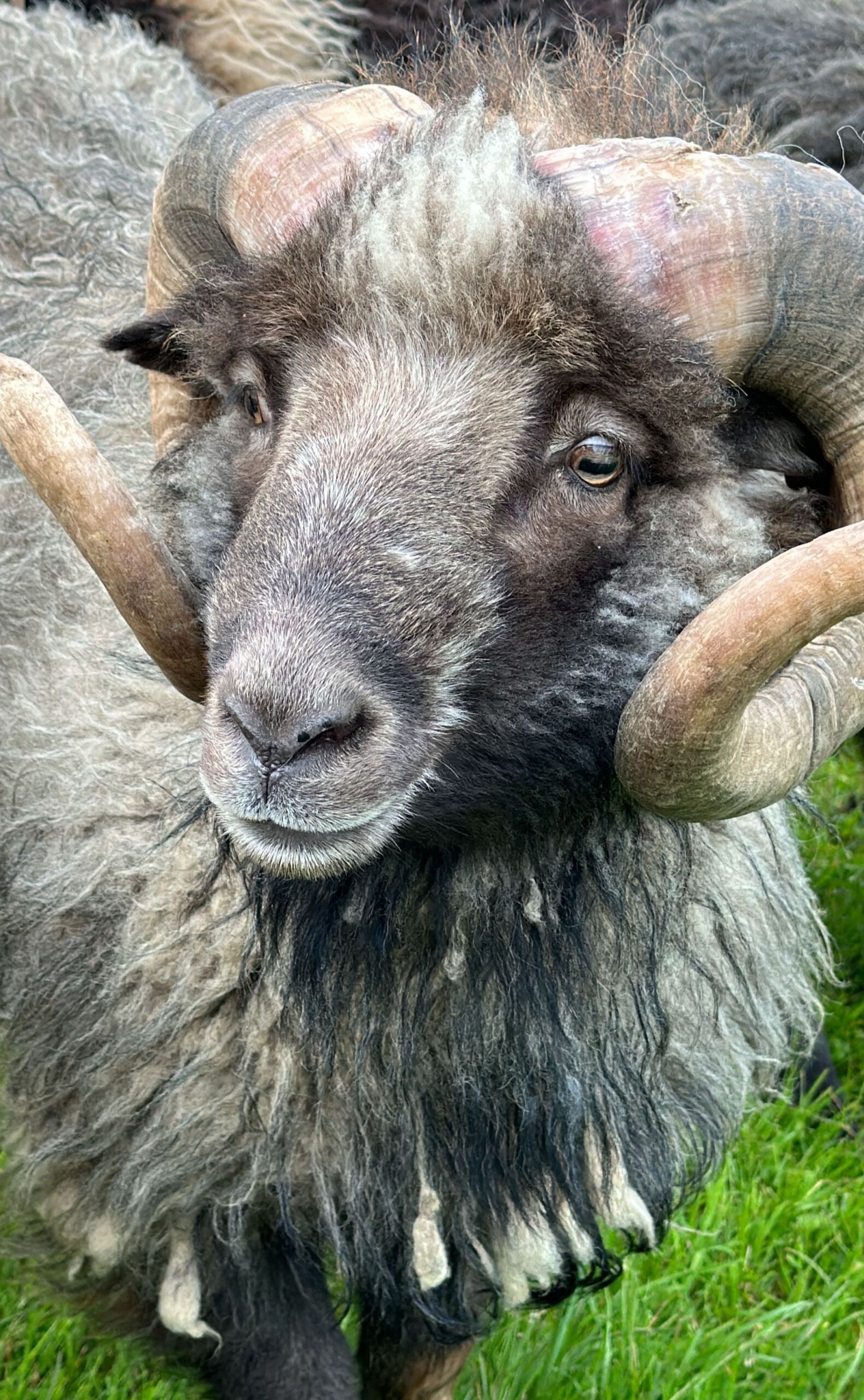 Cute Sheep in Faroe Islands