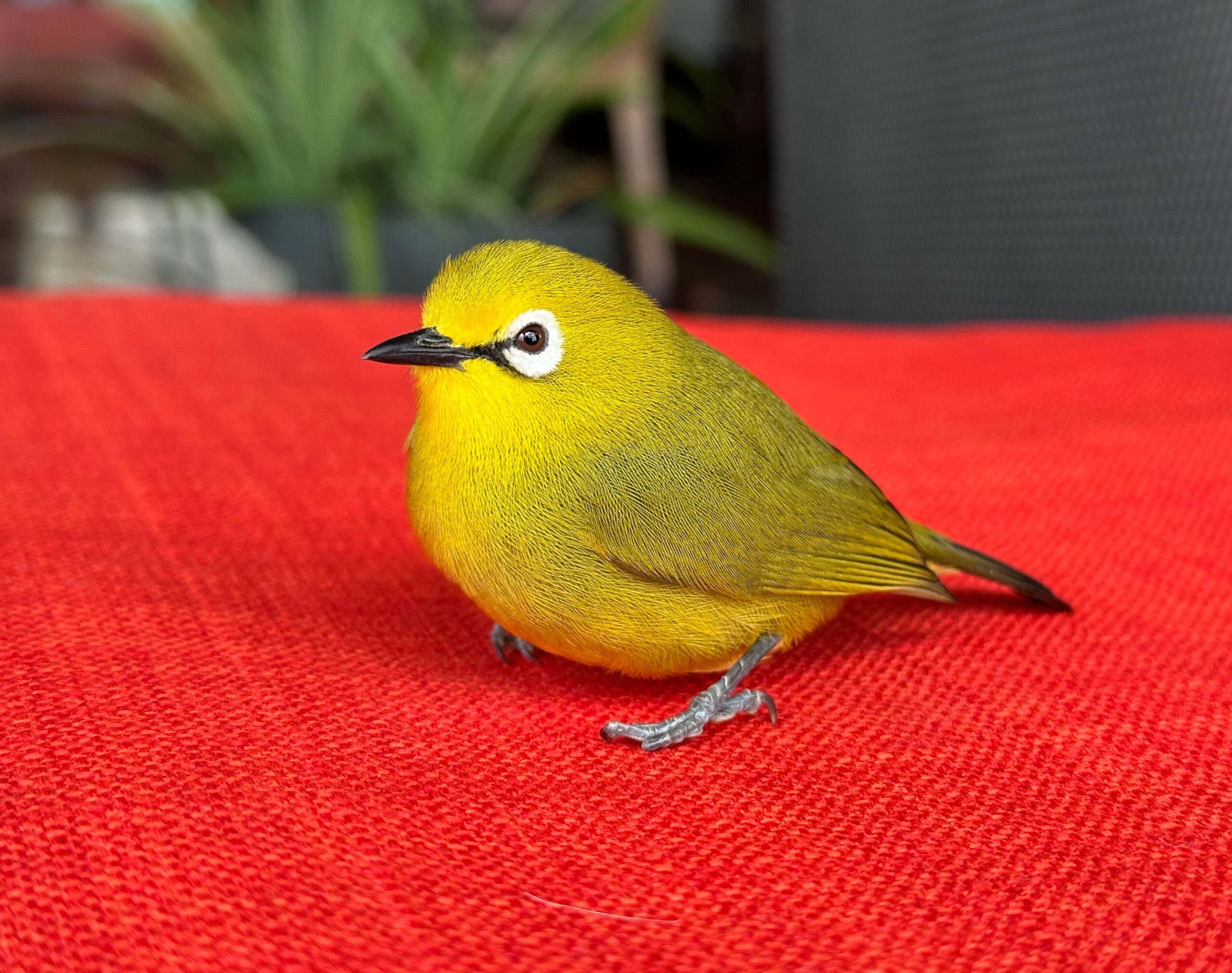Pretty Yellow Bird in Uganda