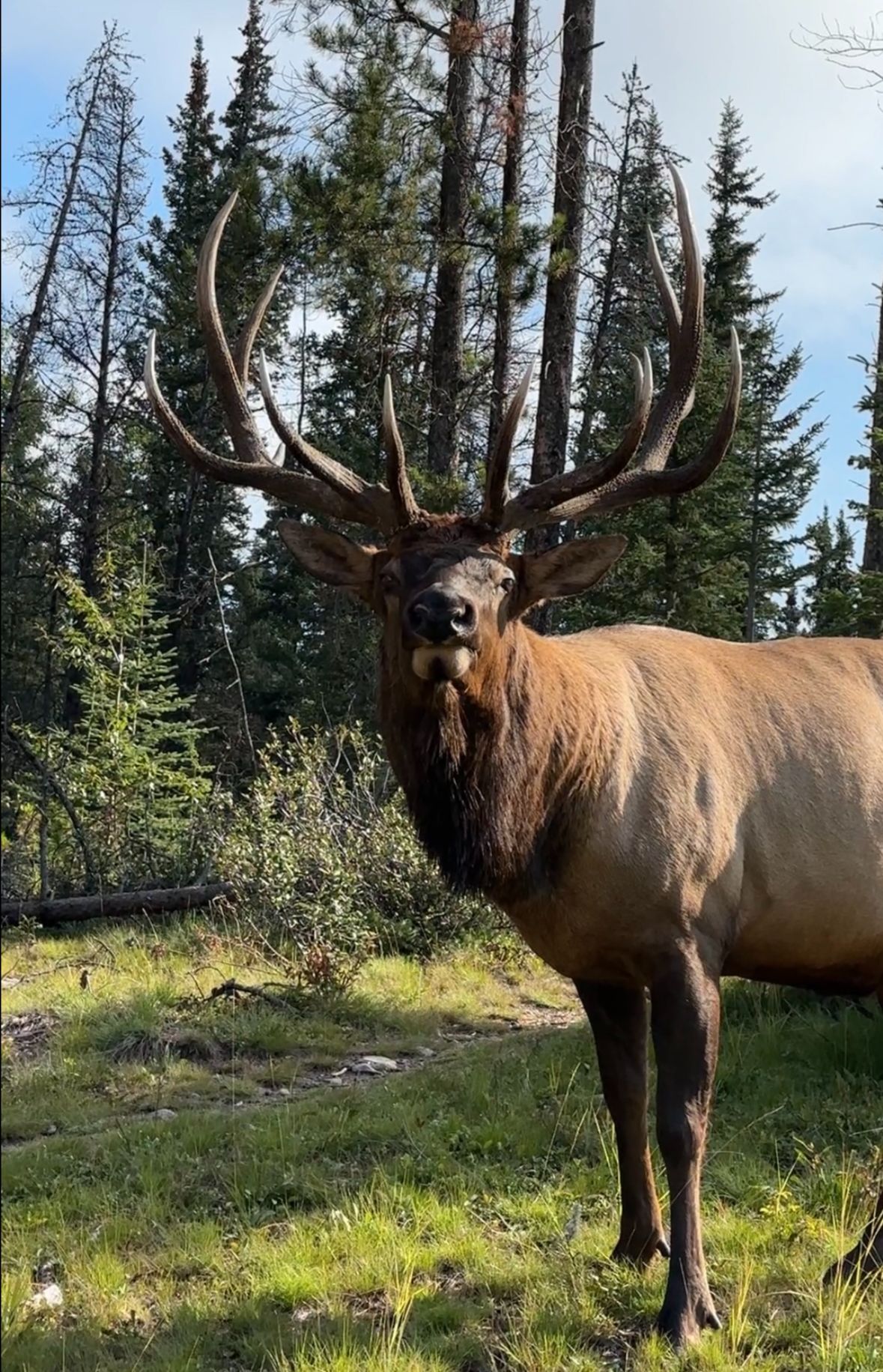 Elk in Jasper, Canada